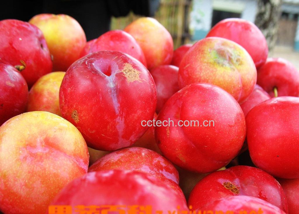 果蔬百科李子-0