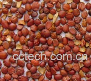 果蔬百科枣仁-0