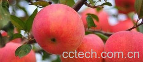 果蔬百科苹果-0