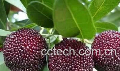 果蔬百科杨梅-0