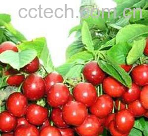 果蔬百科樱桃树-0