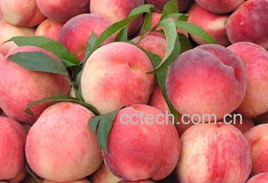 果蔬百科水蜜桃-0