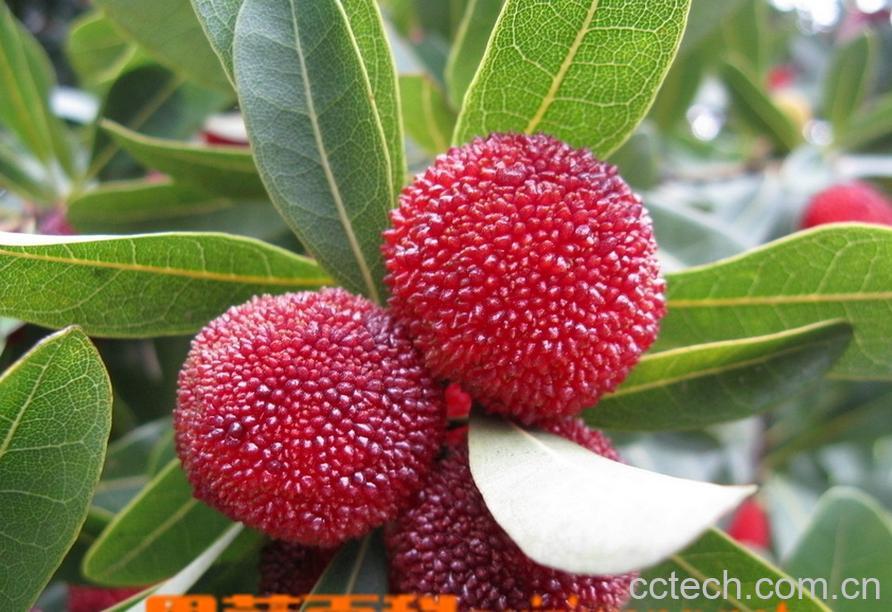 果蔬百科杨梅-0