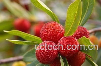 果蔬百科杨梅-0