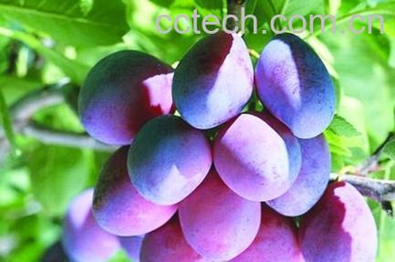 果蔬百科西梅-0