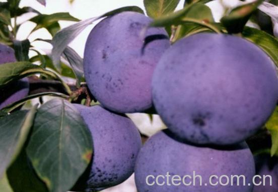 果蔬百科李子-0