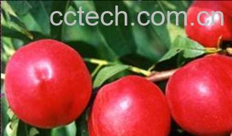 果蔬百科油桃-0