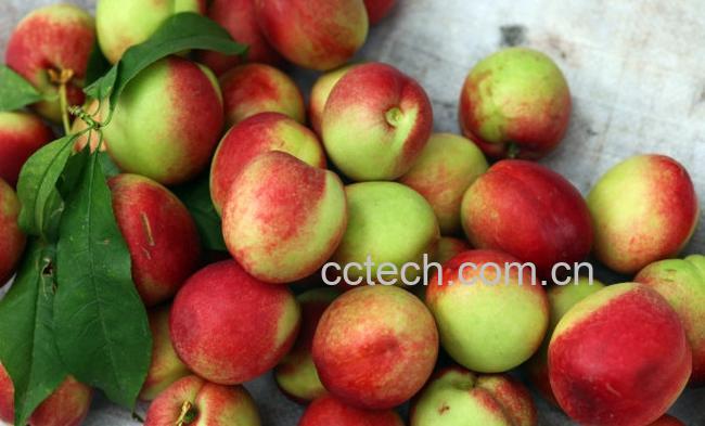 果蔬百科油桃-0