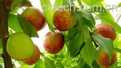 果蔬百科油桃-0