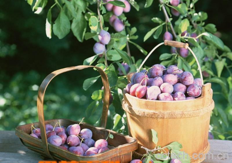 果蔬百科乌梅-0