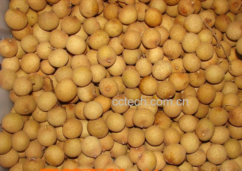 果蔬百科龙眼-0