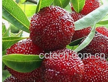 果蔬百科杨梅-0