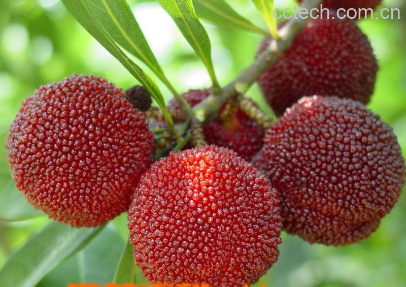 果蔬百科杨梅-0