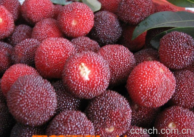 果蔬百科杨梅-0