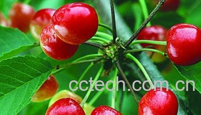 果蔬百科樱桃-0