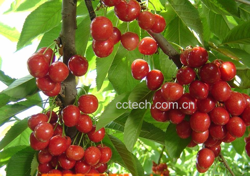 果蔬百科樱桃-0