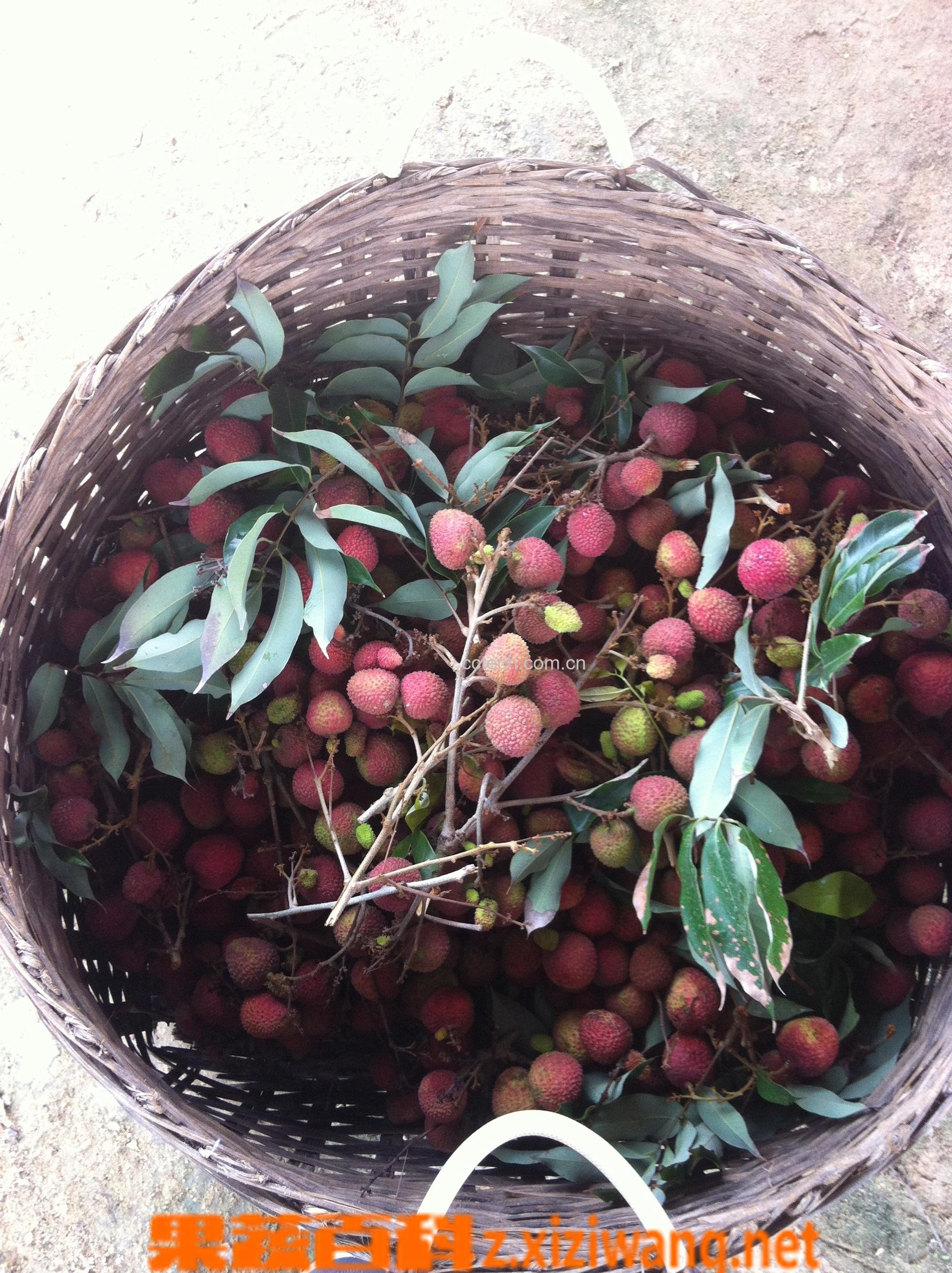 果蔬百科荔枝-0