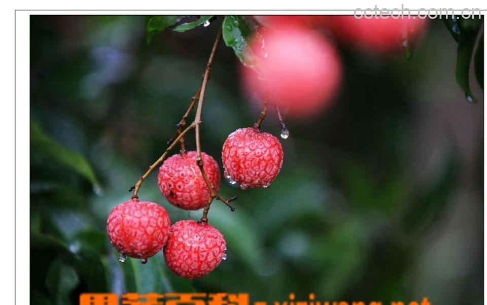 果蔬百科荔枝-0