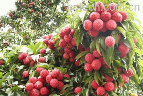 果蔬百科荔枝-0