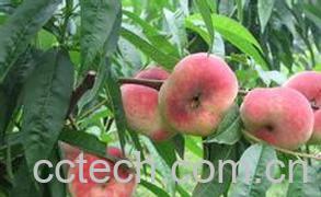 果蔬百科蟠桃果-0