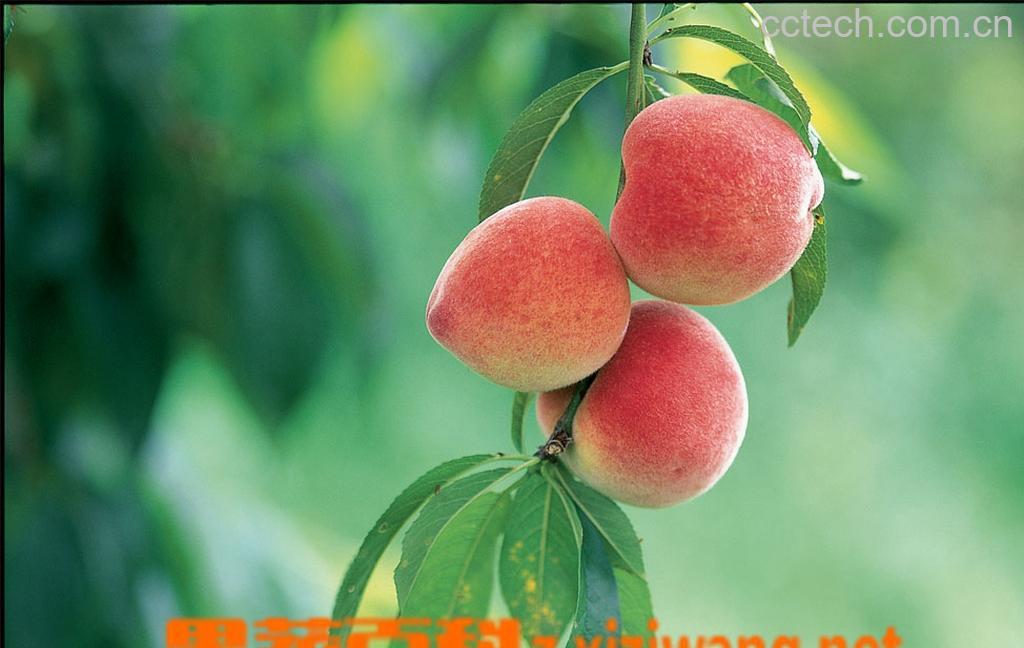 果蔬百科水蜜桃-0