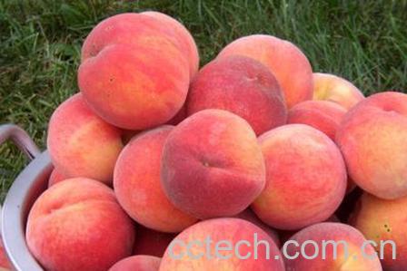 果蔬百科水蜜桃-0