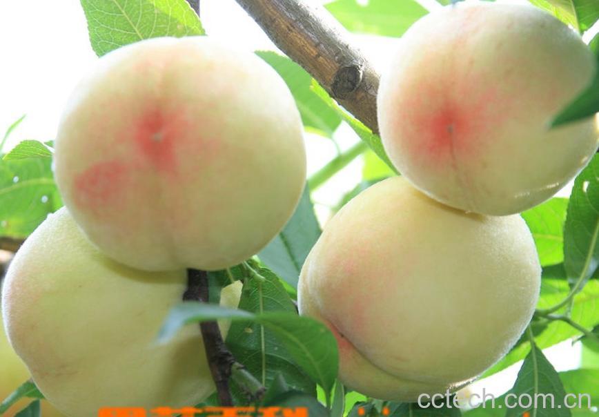 果蔬百科水蜜桃-0