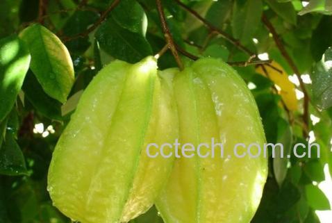 果蔬百科杨桃-0