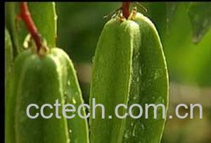 果蔬百科杨桃-0