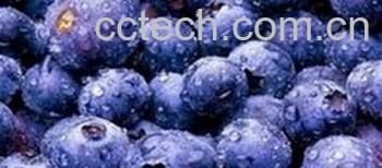 果蔬百科蓝莓酒-0