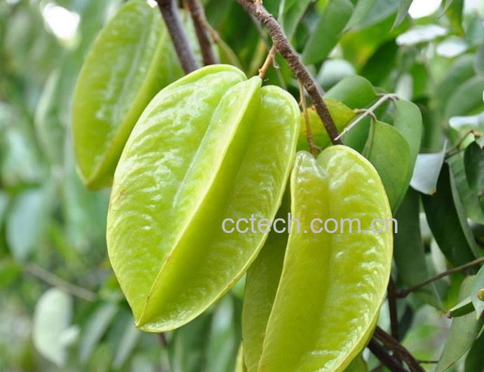 果蔬百科杨桃-0