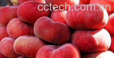 果蔬百科蟠桃-0