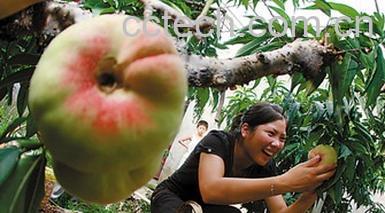 果蔬百科蟠桃-0