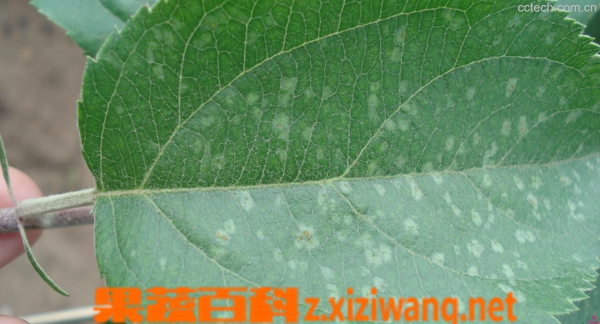 果蔬百科苹果叶-0