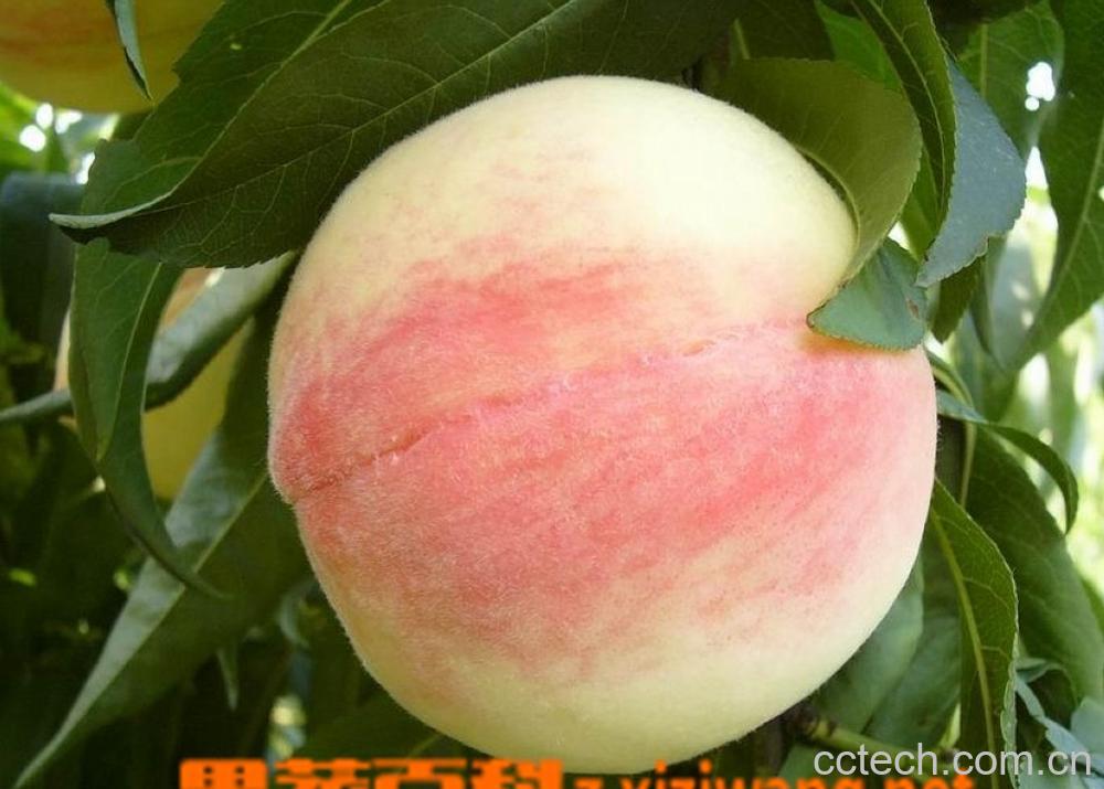 果蔬百科水蜜桃-0