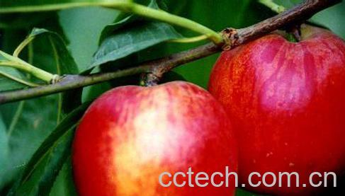 果蔬百科油桃-0