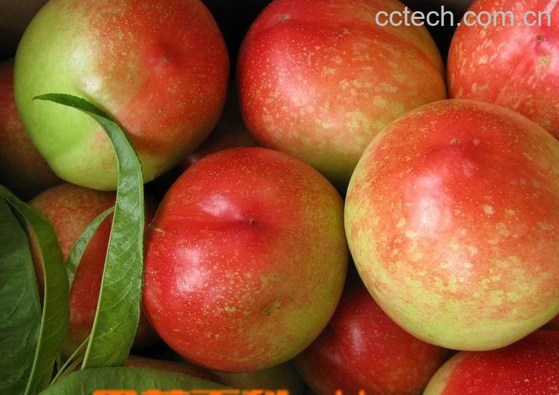 果蔬百科油桃-0