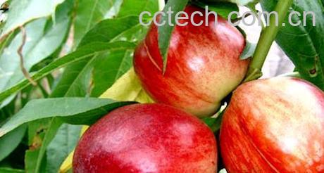 果蔬百科油桃-0