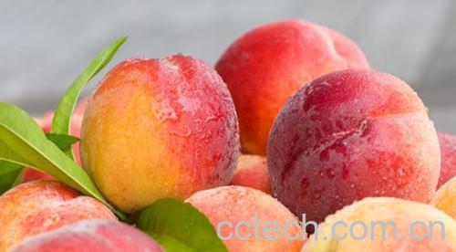 果蔬百科桃子-0