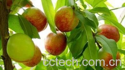 果蔬百科油桃-0