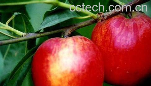 果蔬百科油桃-0