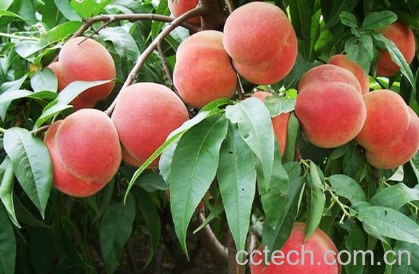 果蔬百科桃子-0