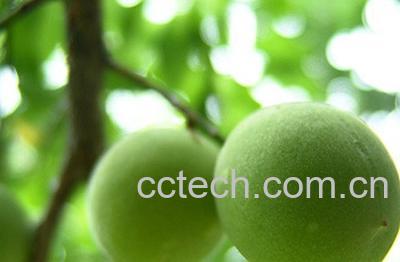 果蔬百科梅子-0