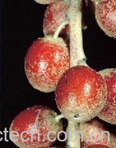 果蔬百科沙枣-0