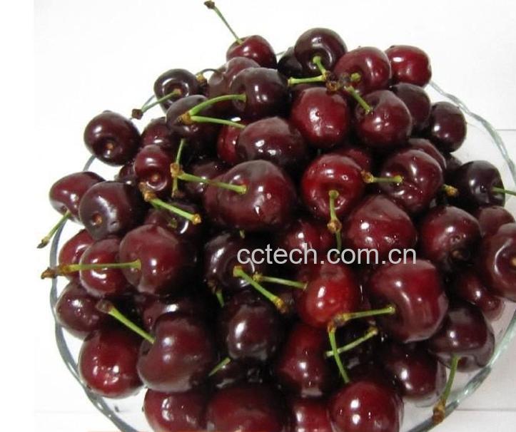 果蔬百科车厘子-0