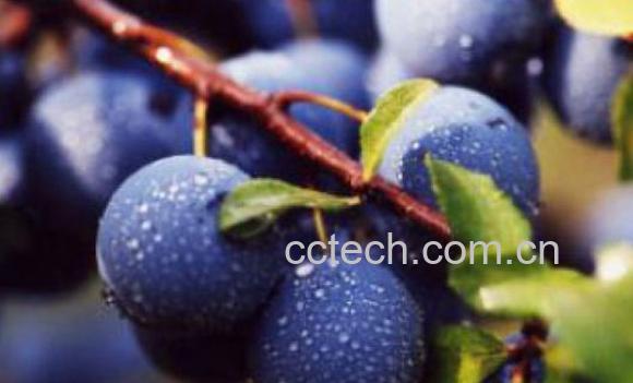 果蔬百科酸梅-0