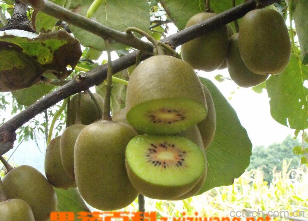 果蔬百科猕猴桃-0