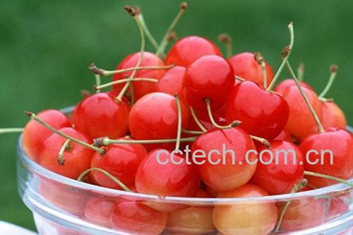 果蔬百科樱桃-0