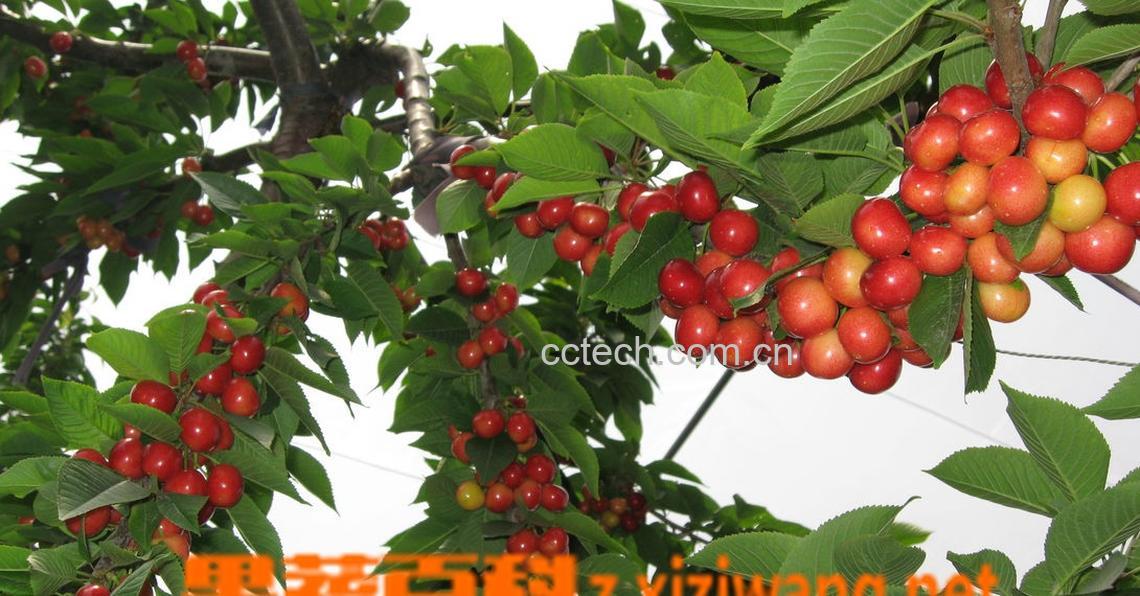 果蔬百科樱桃-0