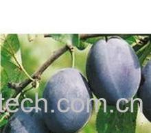 果蔬百科黑李子-0